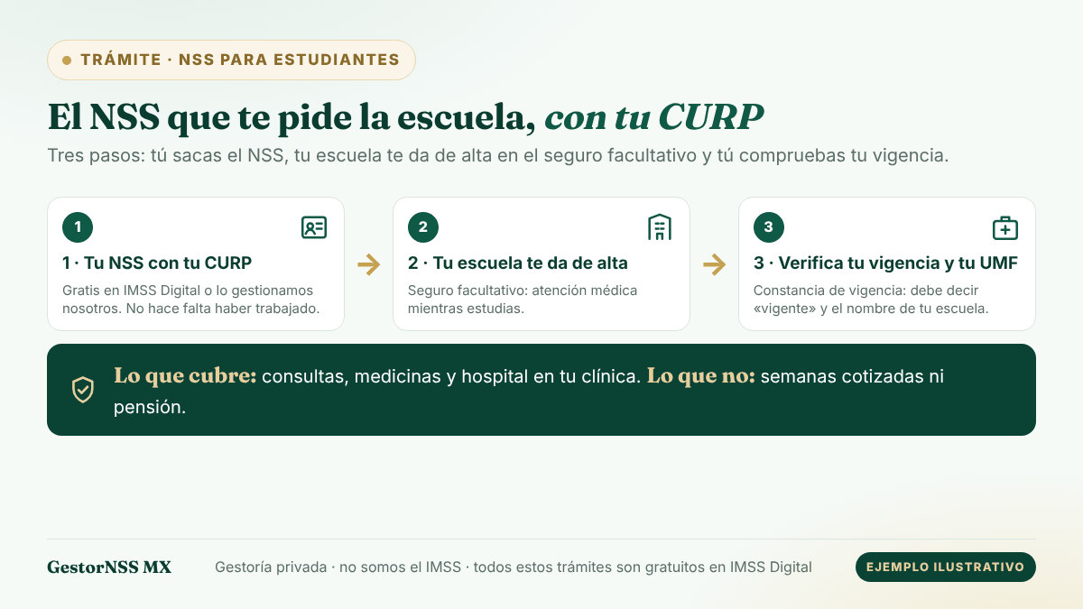 Esquema del NSS para estudiantes: el estudiante obtiene su NSS con la CURP, la escuela lo da de alta en el seguro facultativo del IMSS y el estudiante verifica su vigencia y su clínica. Ejemplo ilustrativo.